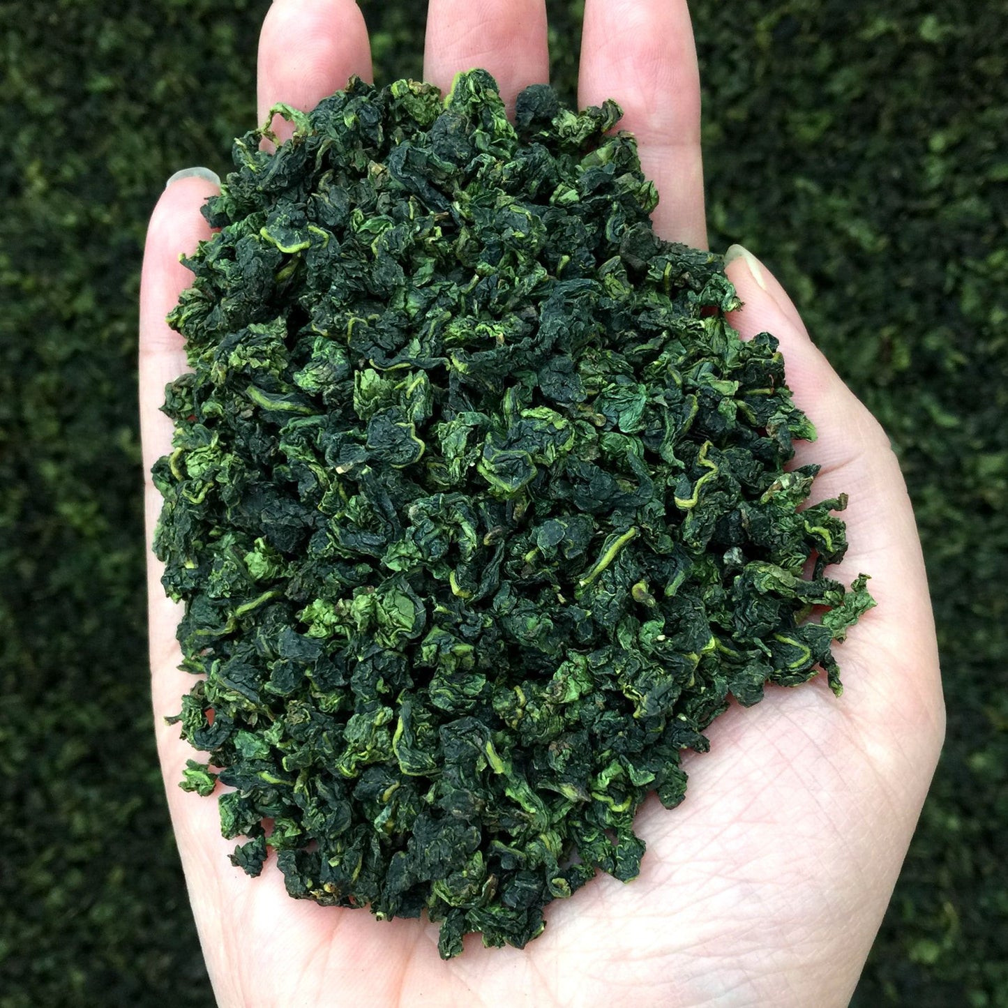 Tie Guan Yin Oolong Tea