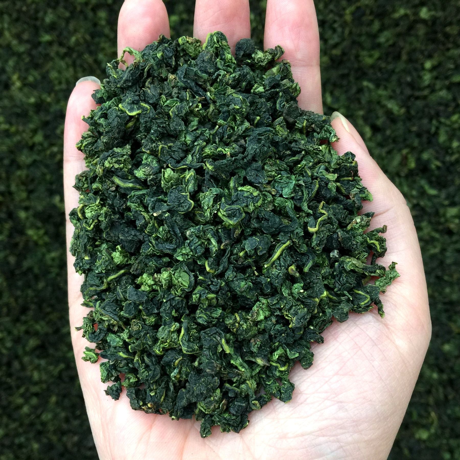 Tie Guan Yin Oolong Tea